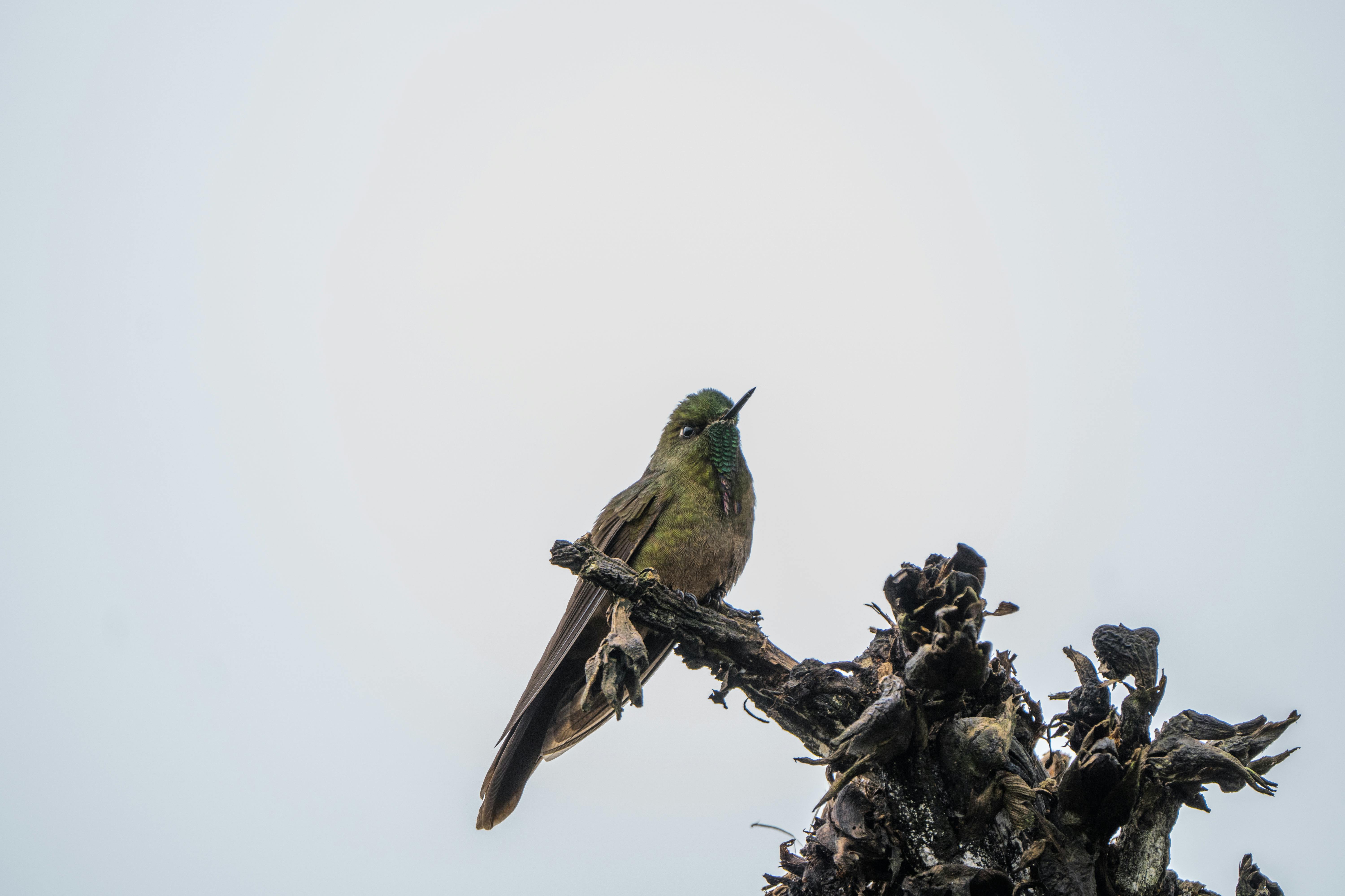 Avistamiento de Aves: Bosques de Niebla de Icononzo