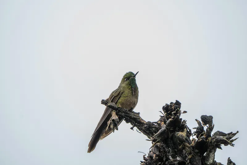 Ruta de Avistamiento de Aves